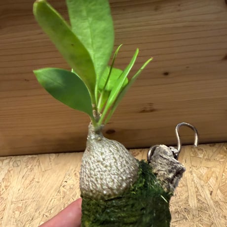 ミルメコディア　ベッカリー