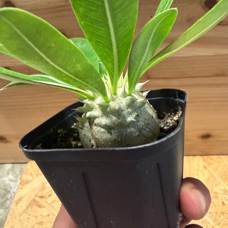 パキポディウム　レウコキサンツム