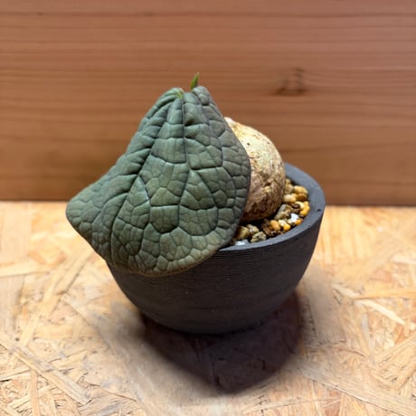 アデニア　オバタ