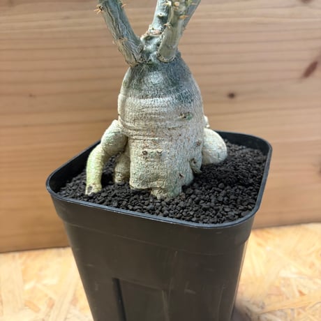 パキポディウム  サキュレンタム