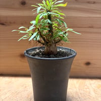 フォークイエリア　プルプシー