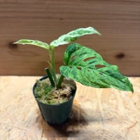 モンステラ　アダンソニー　'モトルドミント'