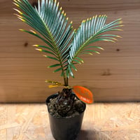 金環ソテツ