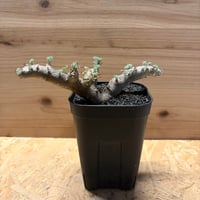 モンソニア　ムルチフィダ