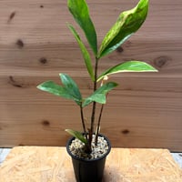 ザミオクルカス　ザミフォーリア　斑入り