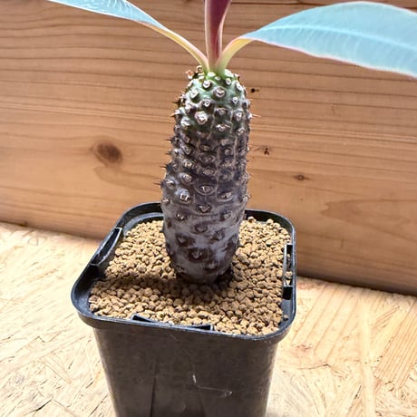 ユーフォルビア　パキポディオイデス