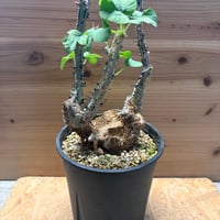 アデニア　アクレアータ