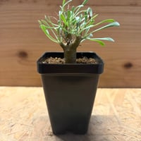 オトンナ　ユーフォルビオイデス