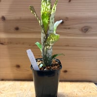ビルベルギア　'メリーモナーク'