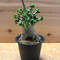 アデニウム　アラビカム　'獅子葉'