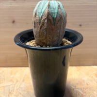 ユーフォルビア　'オールド　オベサ'