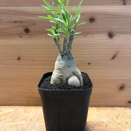 パキポディウム  サキュレンタム