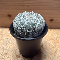 アストロフィツム　'スーパーカブト'