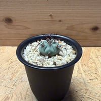 ギムノカリキウム　カブレラエンセ