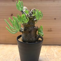 チレコドン　ペアルソニー