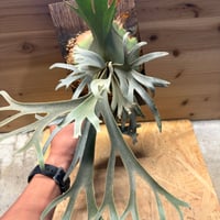ビカクシダ　ウィリンキー　'イエロームーンドワーフ' スポア