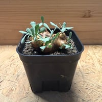 オトンナ　カカリオイデス