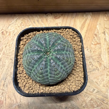 ユーフォルビア　オベサ