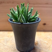 ハオルチア　'天使の泪'