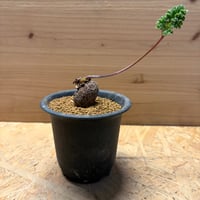 ペラルゴニウム　ロバツム