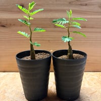 センナ　メリディオナリス