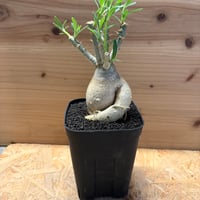 パキポディウム　サキュレンタム