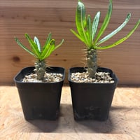 パキポディウム　アンボンゲンセ