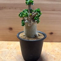 アデニウム　アラビカム　'獅子葉'