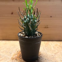 ユーフォルビア　スコエンランディ　闘牛角