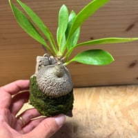 ミルメコディア　ベッカリー