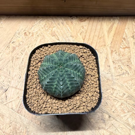 ユーフォルビア　オベサ