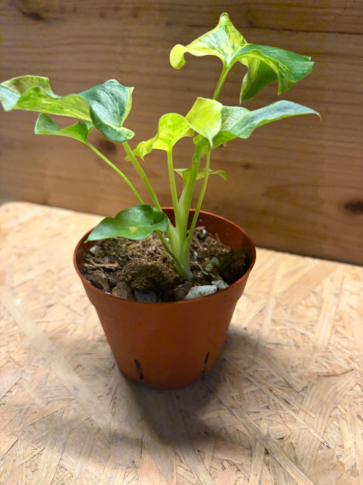 斑入り フィロデンドロン セローム 観葉植物 フィロデンドロン セローム 斑入り | GREEN LUCK