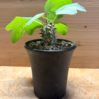 アデニア　アクレアータ