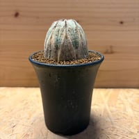 ユーフォルビア　オールド　オベサ
