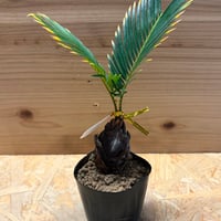 金環ソテツ
