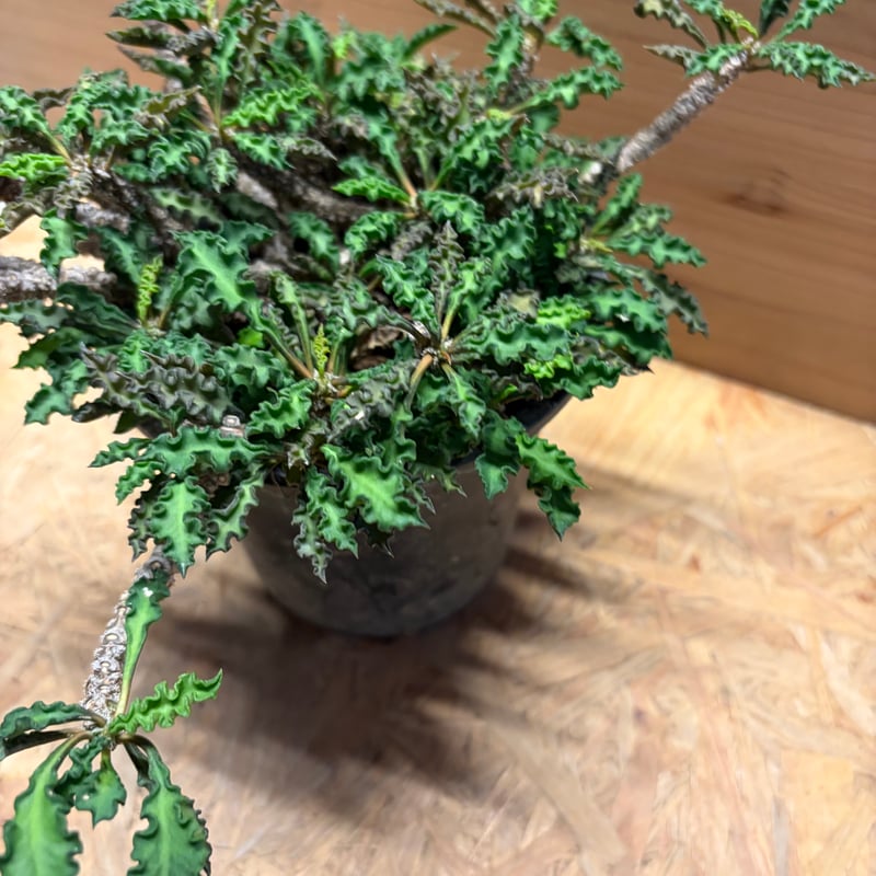 【週末セール】ユーフォルビア デカリー E. decaryi ユーフォルビア デカリー | GREEN LUCK