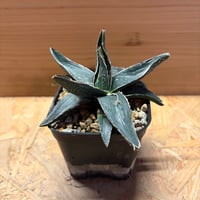 アガベ　ピンティラ