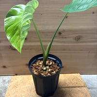 モンステラ　デリシオーサ　'タトゥー'