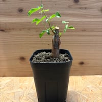 コミフォラ　オルビクラリス