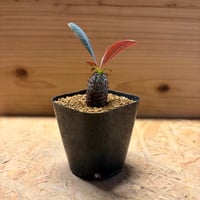 ユーフォルビア　パキポディオイデス