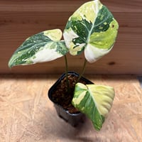 フィロデンドロン　グロリオーサム　'トリカラー'