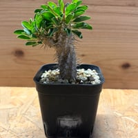 ユーフォルビア　ギラウミニアナ