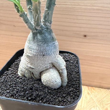 パキポディウム  サキュレンタム