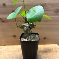 オオハマボウ