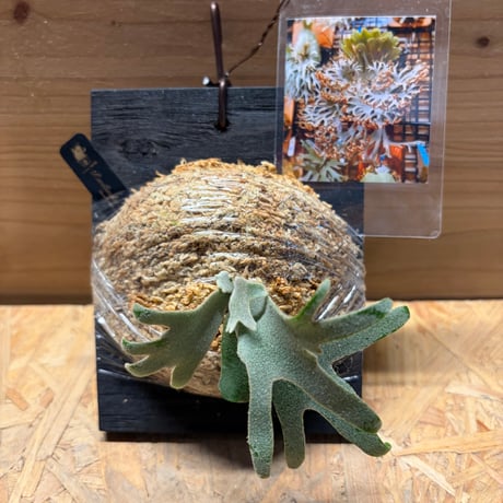 CATEGORY 観葉植物 | GREEN LUCK