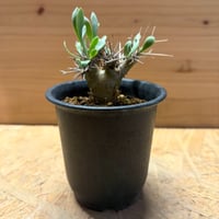 オトンナ　ユーフォルビオイデス