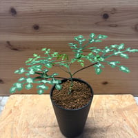 アデニア　ペリエリ