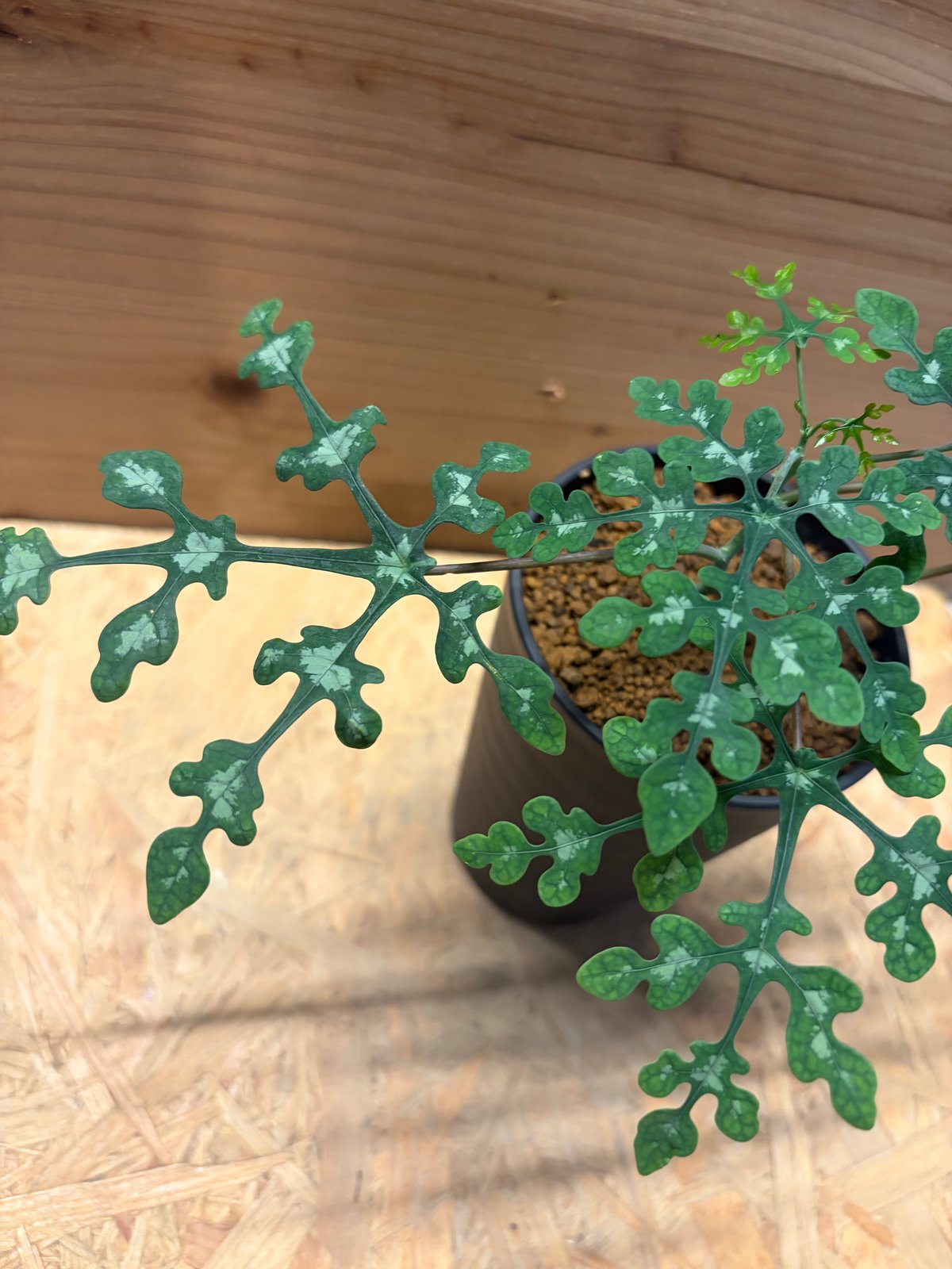 大特価早いもの勝ち！！！　アデニア　ペリエリ　実生 アデニア ペリエリ | GREEN LUCK