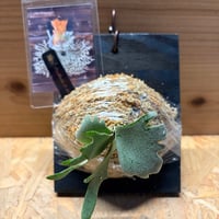 ビカクシダ　'OMG' スポア