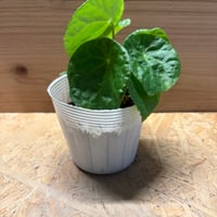 ベゴニア　フートエンシス